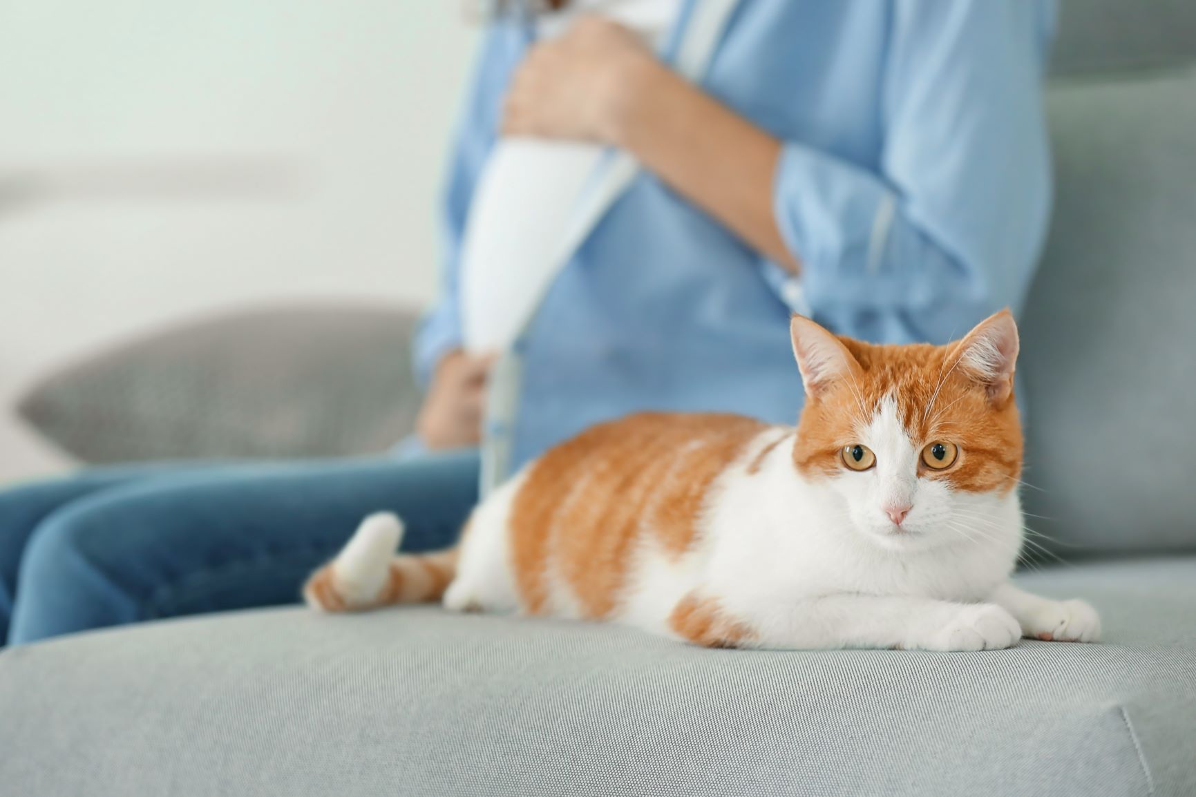 Schwangere Frau mit Katze