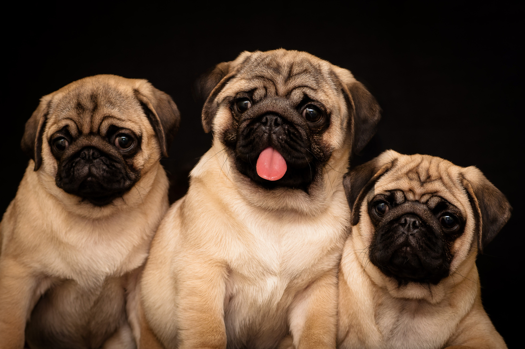 La Nariz De Los Cachorros Cambia De Rosa A Negro