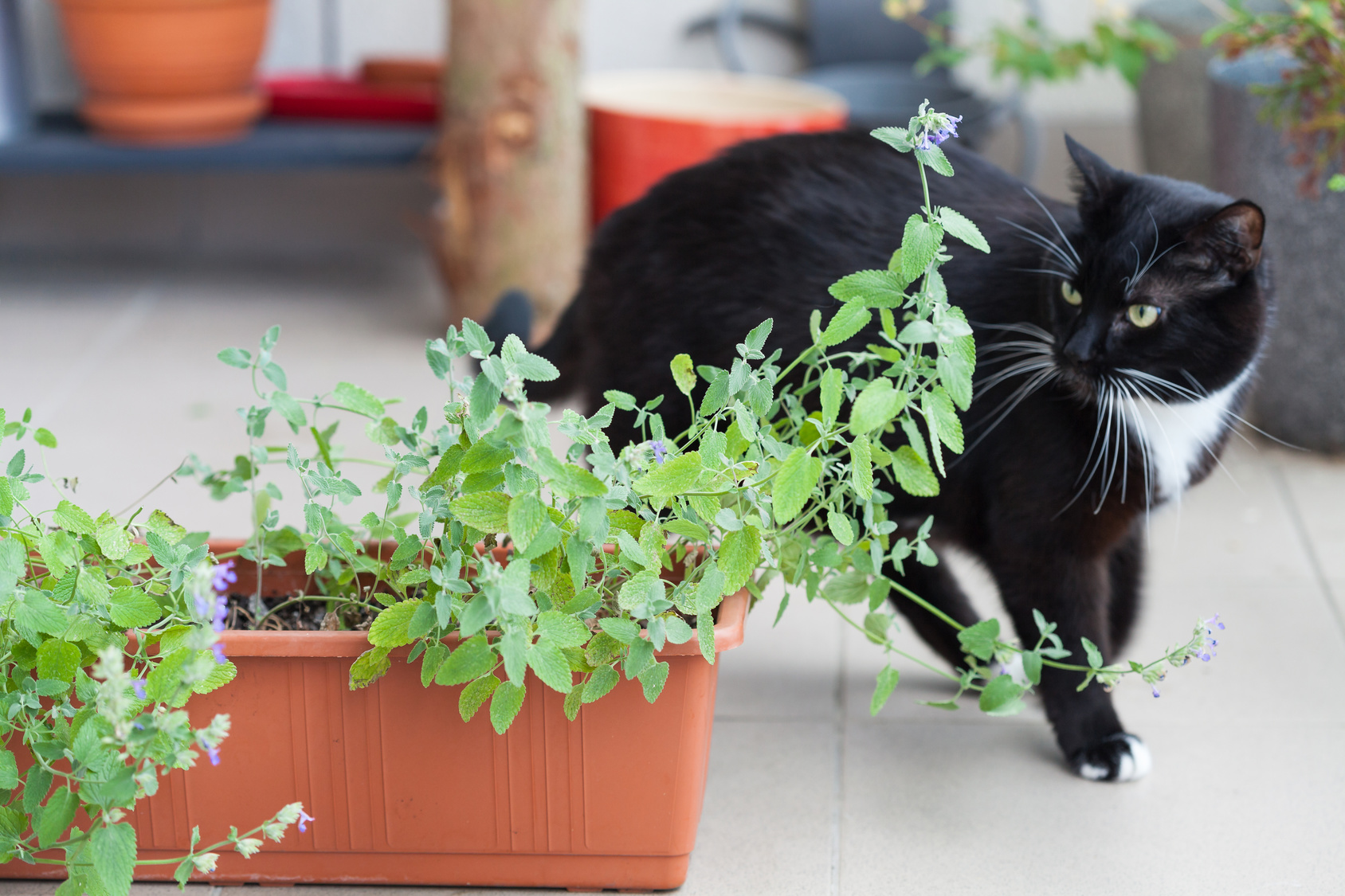 Katze kreist um Katzenminzen Strauch.