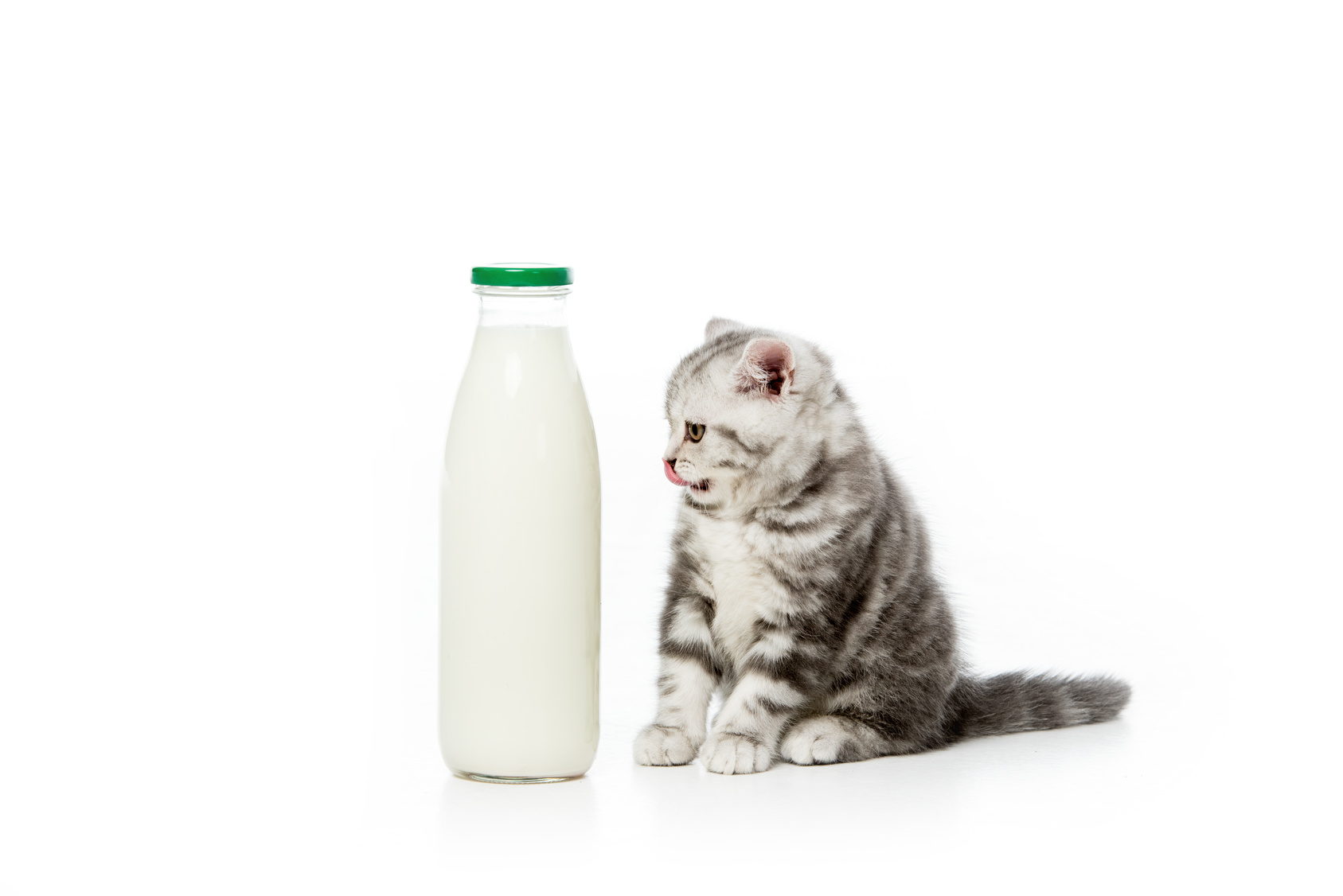 katzen milch