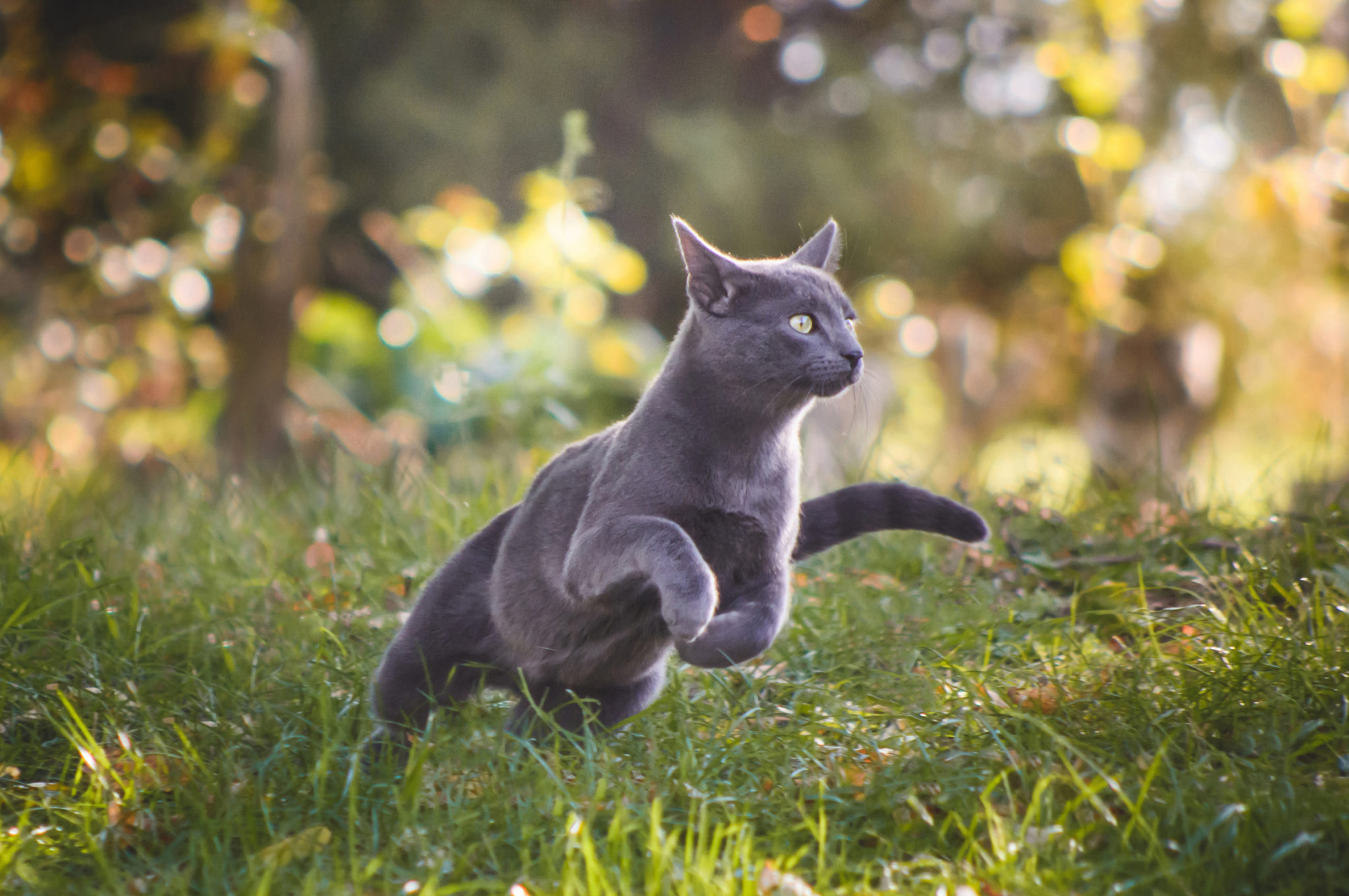 gezonde kattenbotten