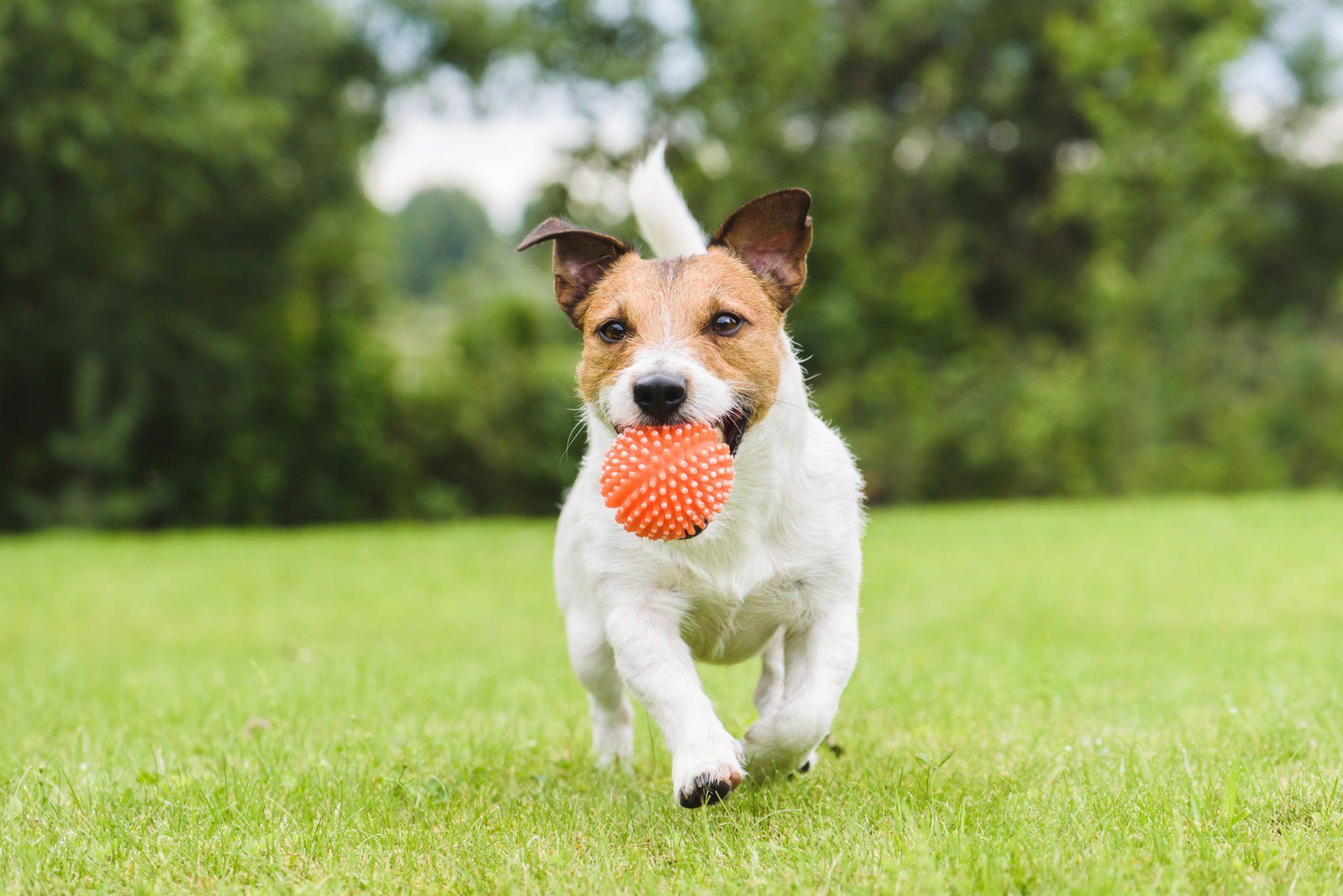 Jugar con el perro Juegos con perro y deporte zooplus