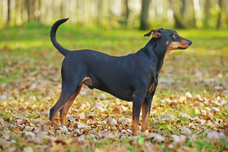 Razas de perros: el pinscher alemán