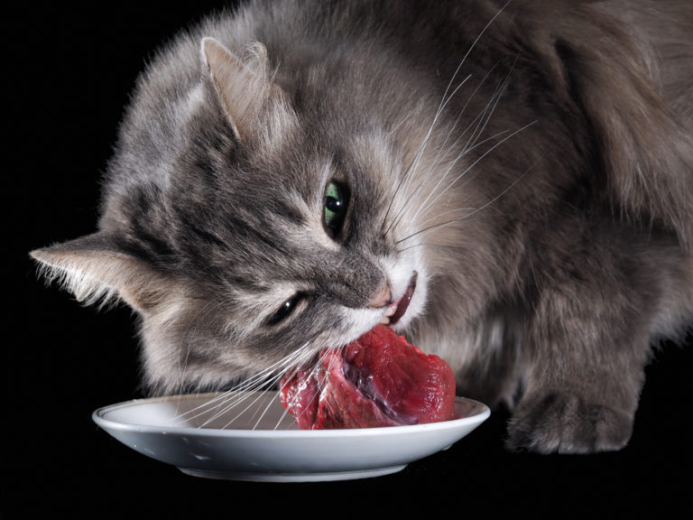 Dieta BARF o biológicamente apropiada para gatos | zooplus