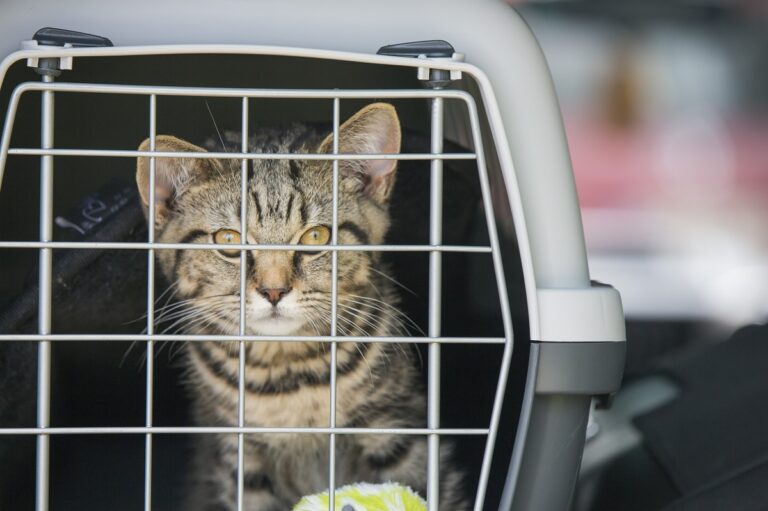 Viajar con gatos en coche, Viajar con gato