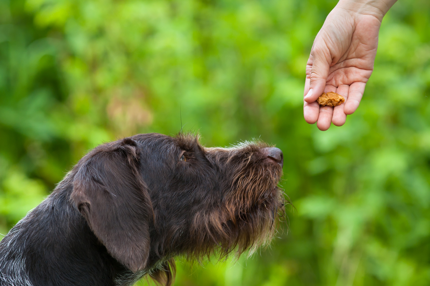 hunde erziehen