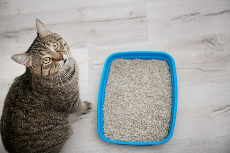 Aglomerante, sílice o arena común, ¿la mejor para tu gato?