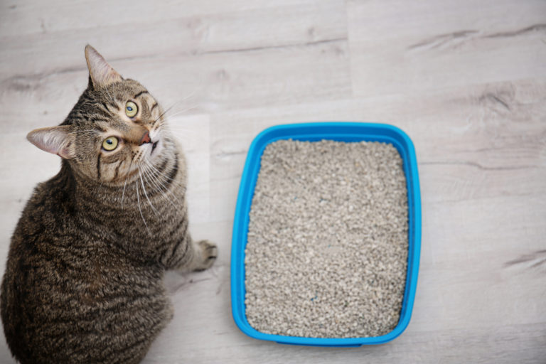 Tipos de arena para gatos - Petys