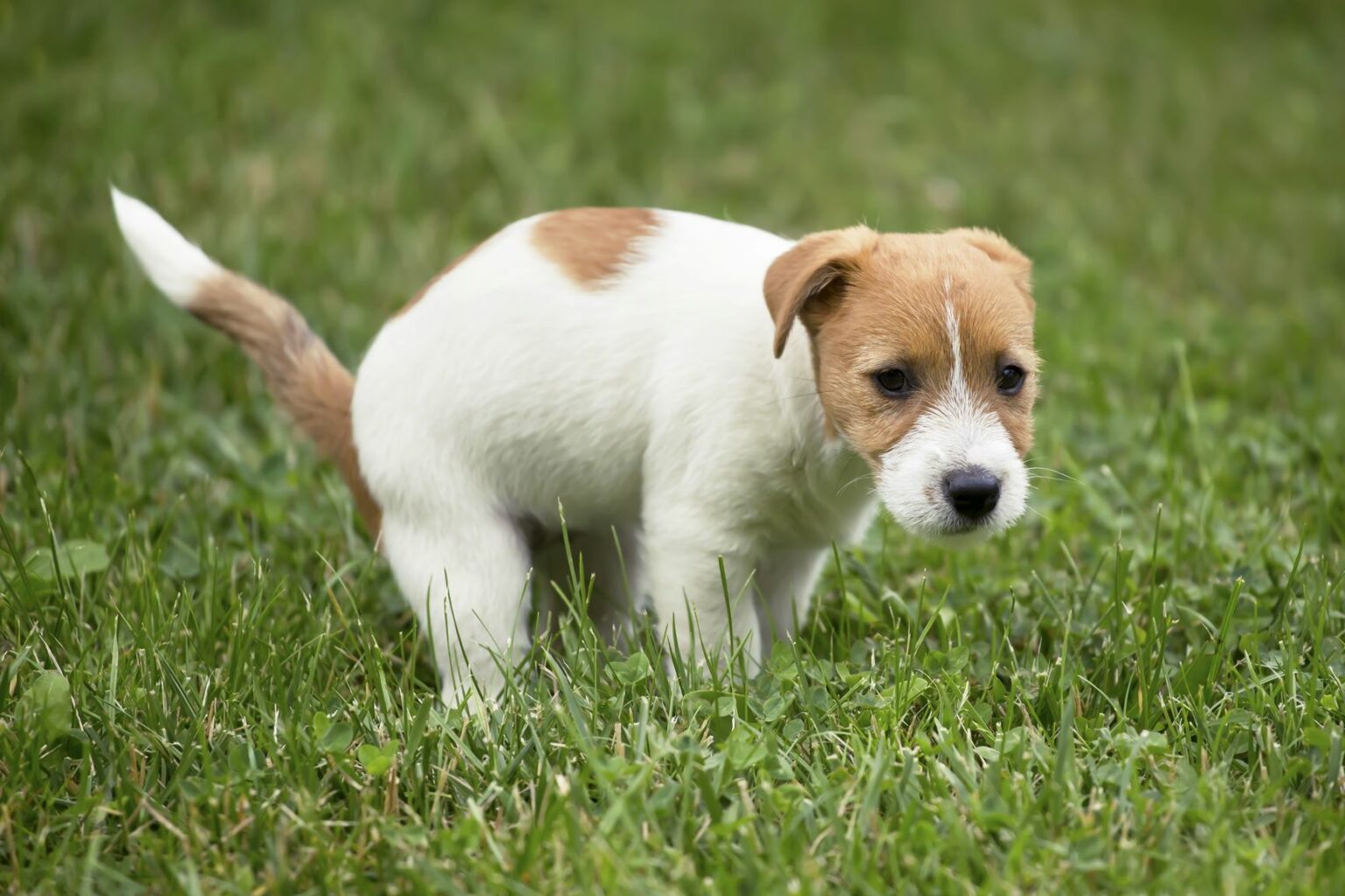 Enseñar a un perro a hacer sus necesidades