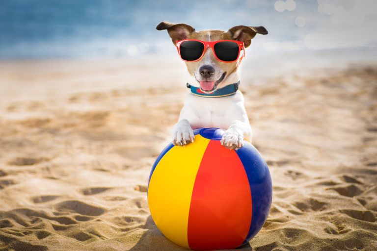 Top 10: Accesorios para perros durante el verano