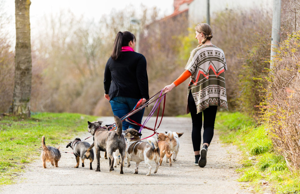 Dónde dejar a mi perro en vacaciones | Cuidador de perros