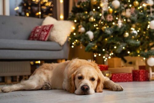 Perros En Navidad | Zooplus Magazine