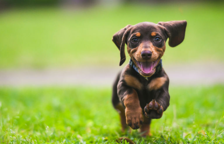 Accesorios para perros: ¿Qué equipamiento básico necesita un perro?