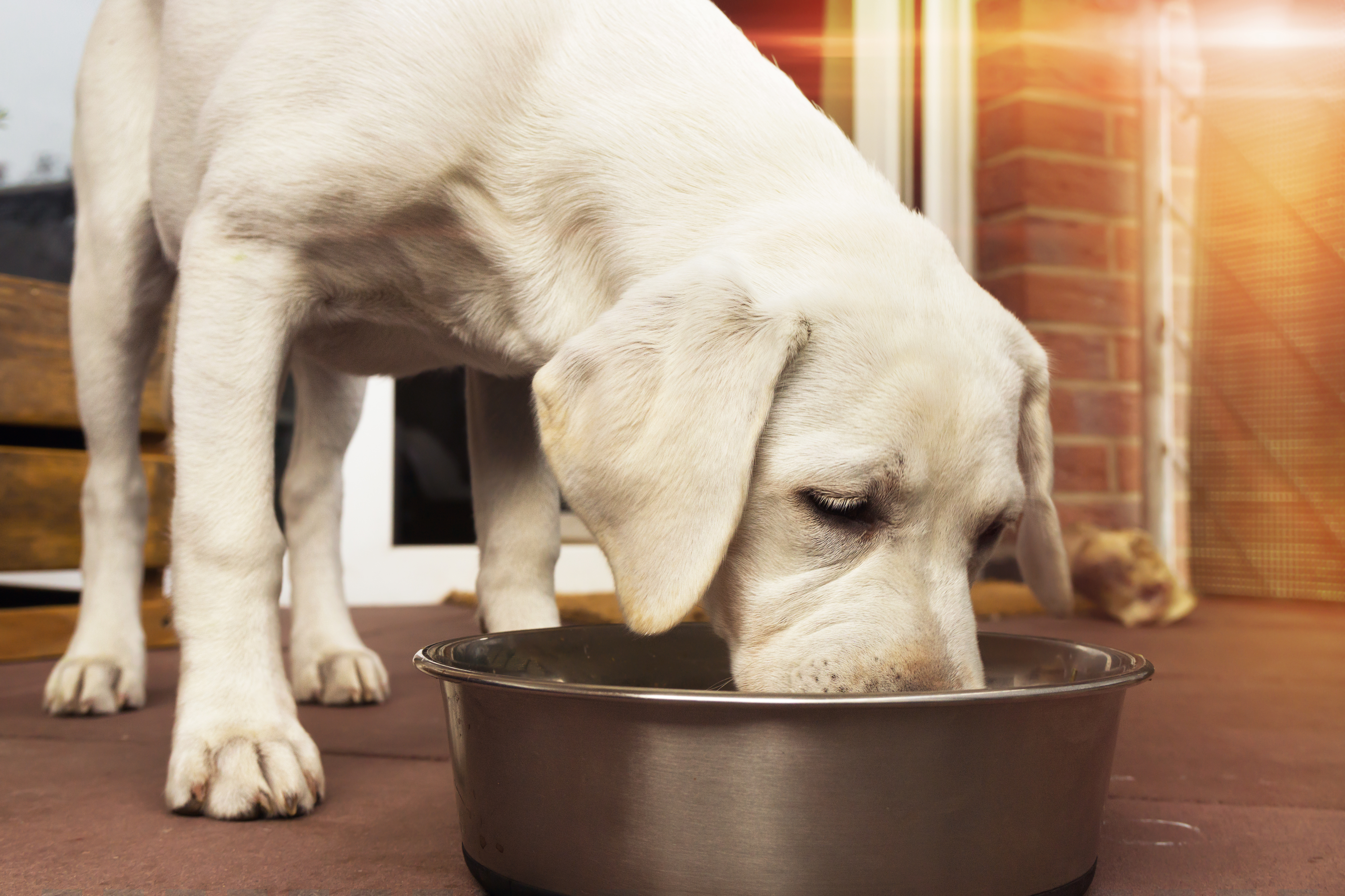 Labrador welpen getreidesfreies hundefutter