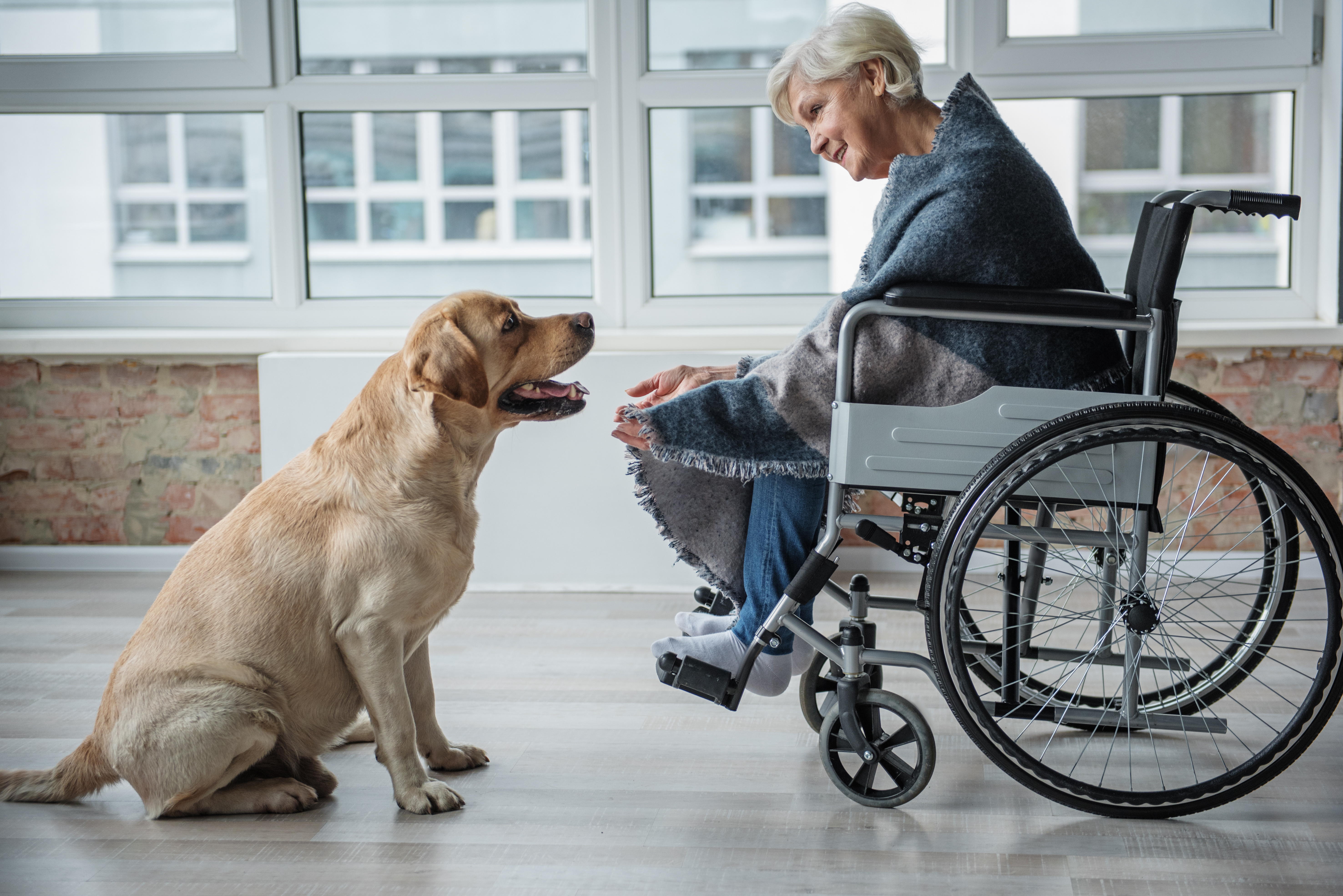 golden retriever therapiehund mit oma