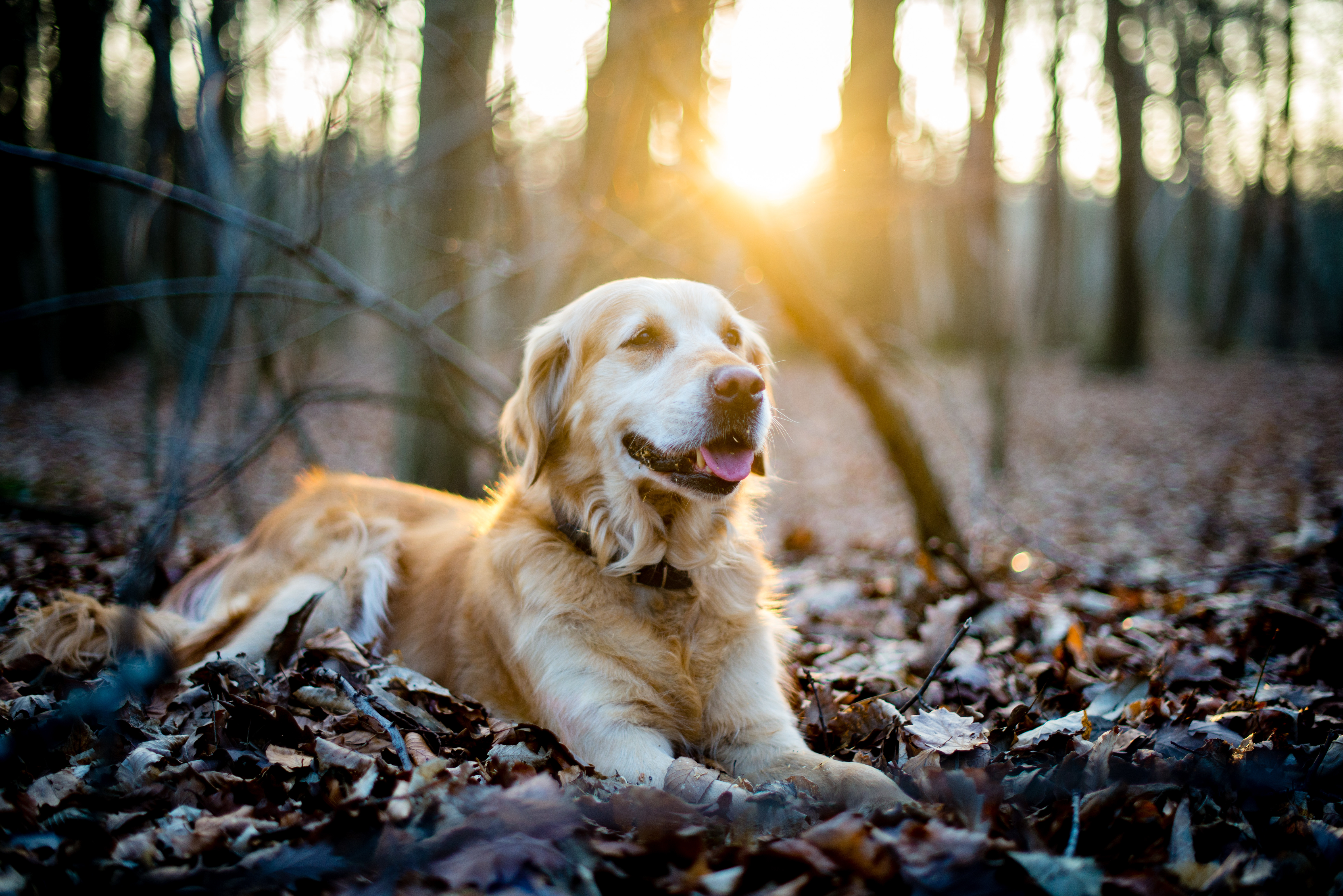 golden retriever wald