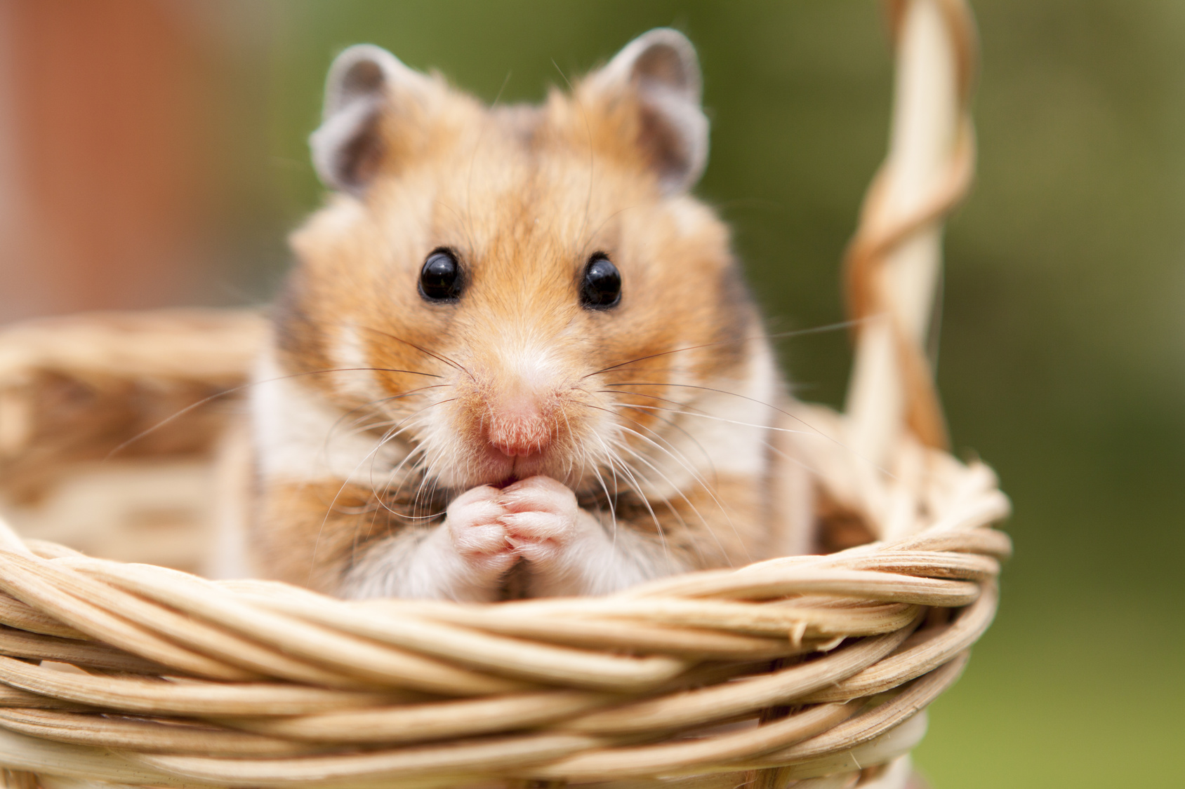 1688px x 1125px - HÃ¡mster | TÃ­pos de hamsters y todo lo que debes saber sobre este roedor