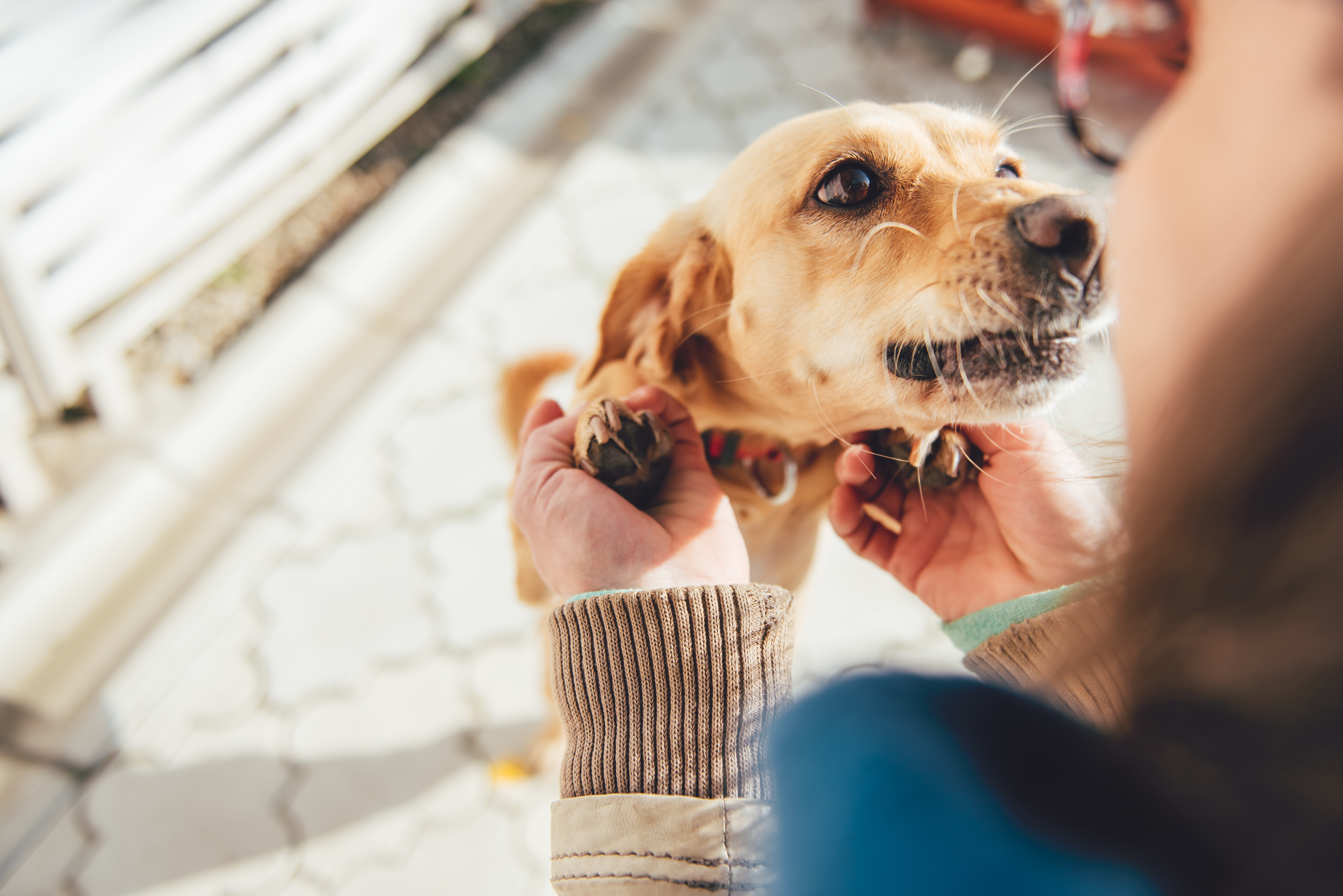 Adoptar un perro