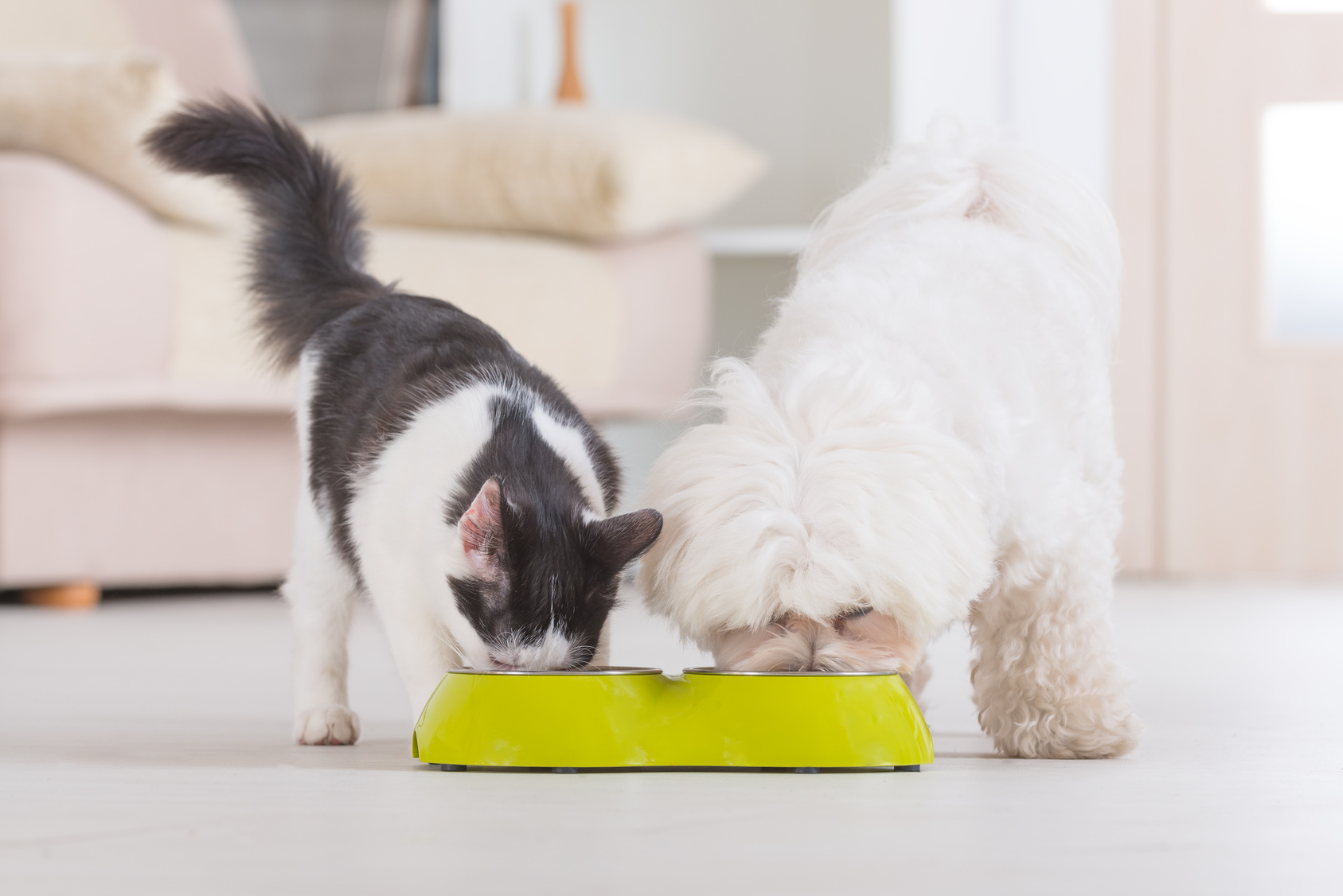 ¿Es mala la comida de perros para gatos?