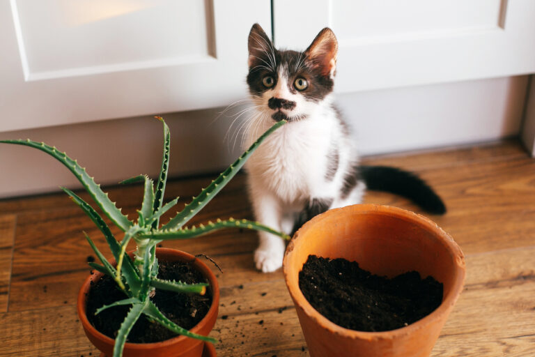 Repelente casero para gatos ¡Ya no se volverá a comer tus plantas ni hacer  pipí en casa!