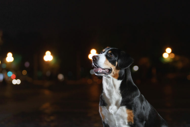 Luz de noche Husky personalizada, luz de noche de perro, regalo