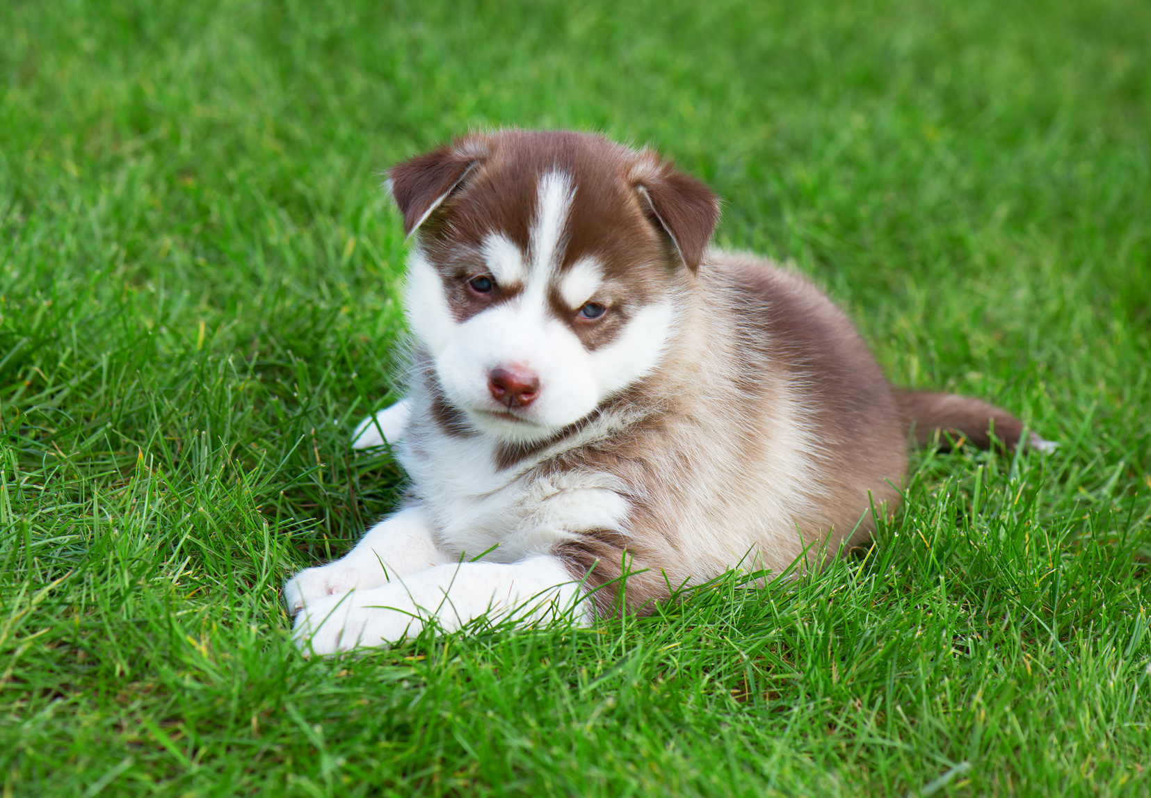 Husky Siberiano