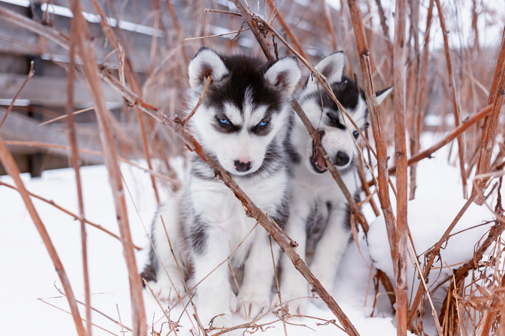 Husky Siberiano