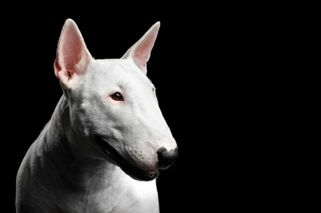 Satisfacer Contaminar Penetrar Bull terrier | zooplus