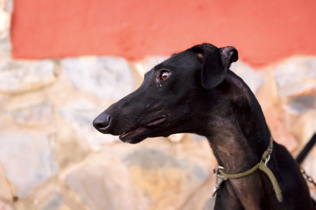 galgo español