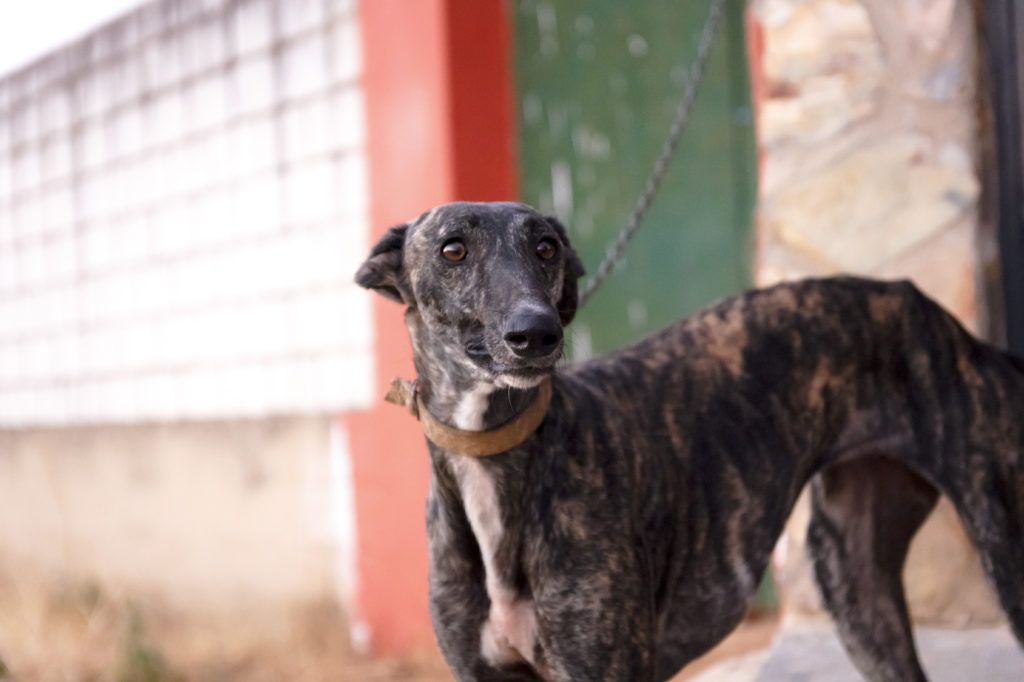 galgo español