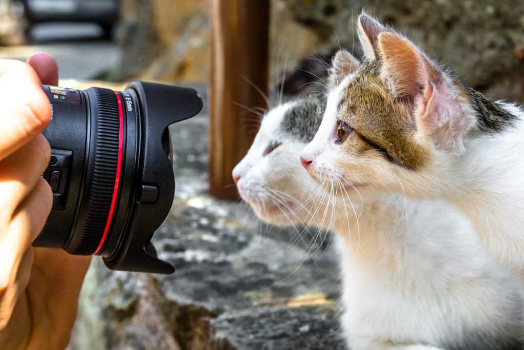 las mejores fotos de gatos