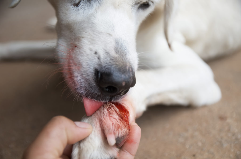 primeros auxilios para perros