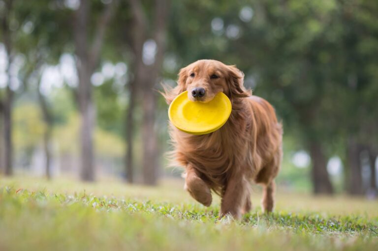 Cómo enseñarle a jugar con el Frisbee o Disco - Super Cachorros