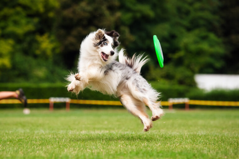 Pelota Frisbee para Perros