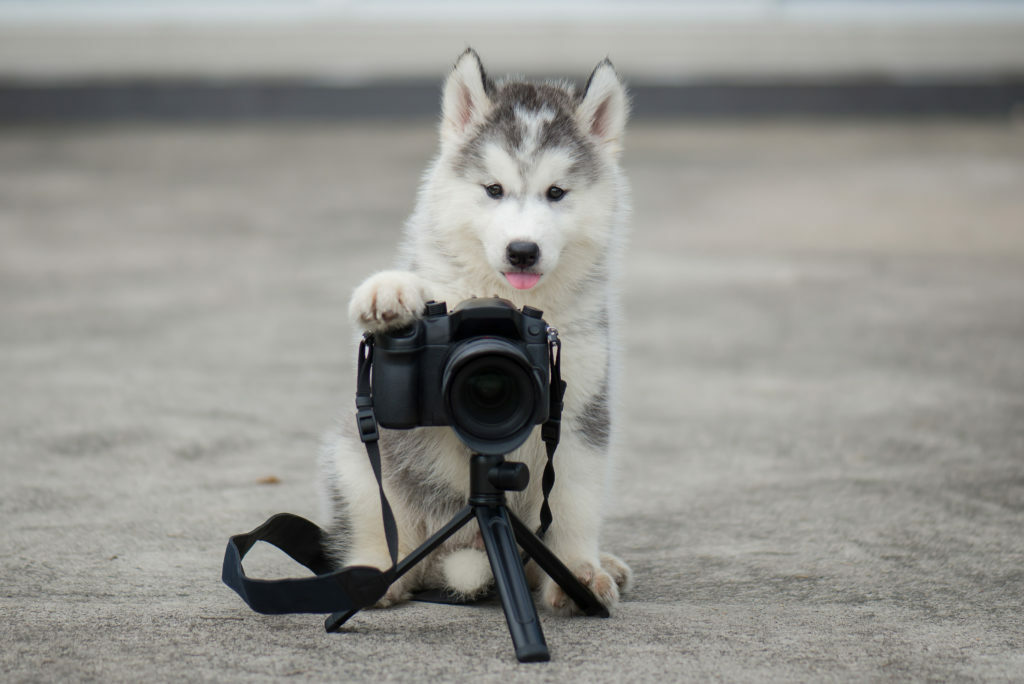 🔝 ¿Cómo sacar buenas fotos a tu perro?
