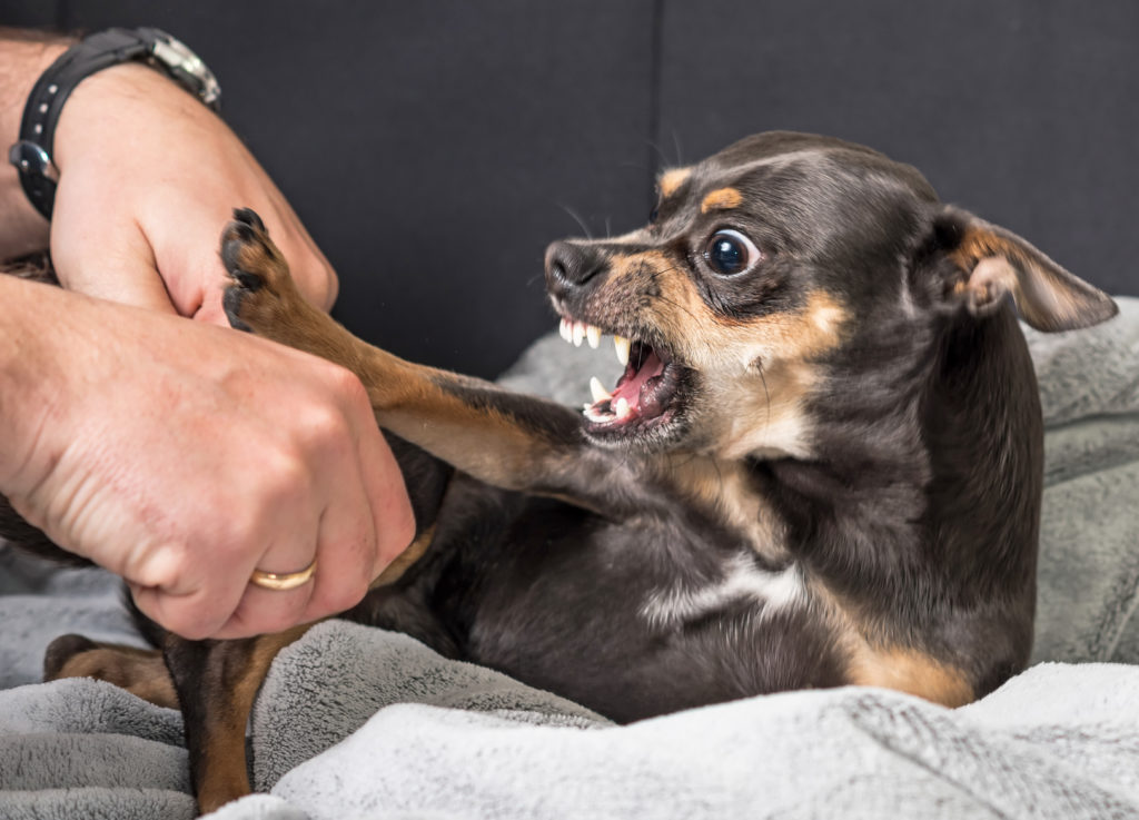 que pasa cuando tu perro muerde a alguien