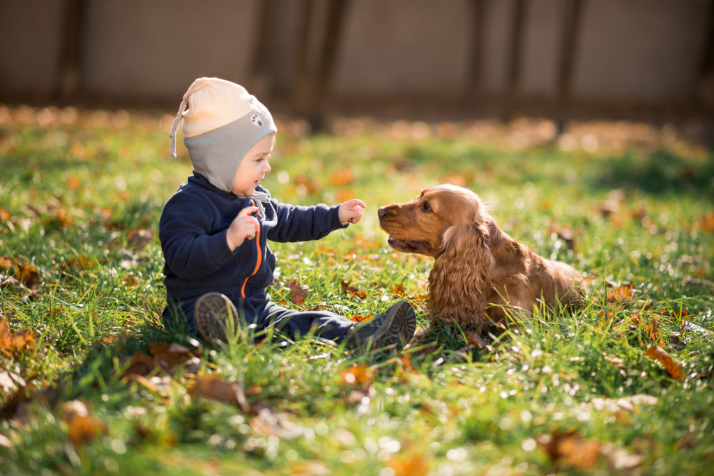 perros y niños