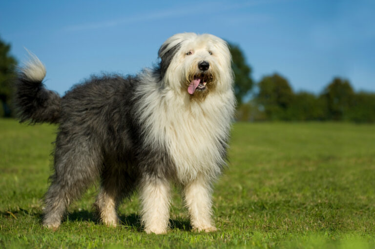 Bobtail ▷ antiguo perro pastor inglés