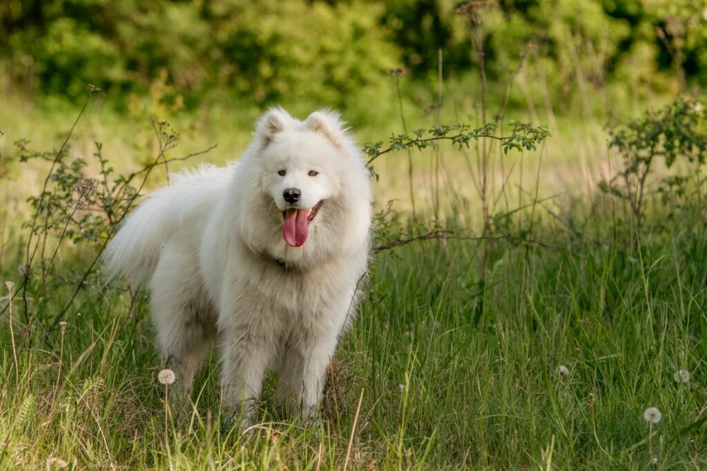 Top 10 De Los Perros Más Caros Del Mundo Adoptar Un Perro Zooplus