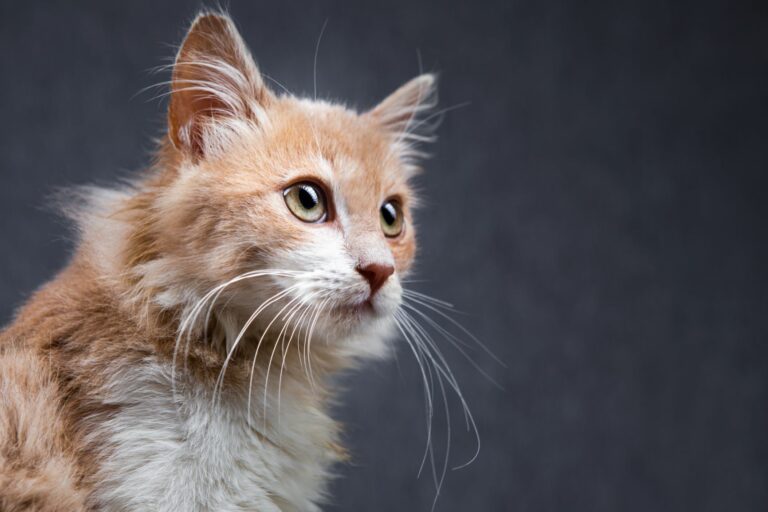 Los sentidos de los gatos, Salud del gato y cuidados