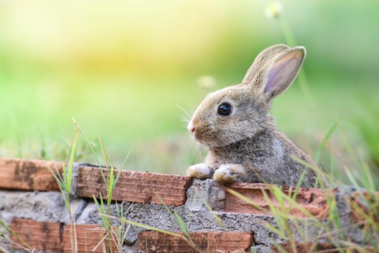 Juguetes para conejos: para que tus orejudos nunca se aburran  Educación y  juegos para roedores y hurones zooplus Magazine
