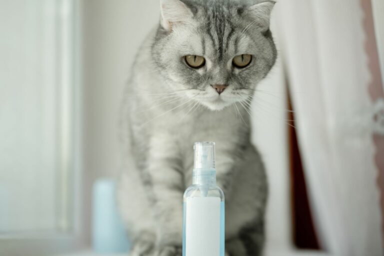 Feromonas para gatos: ¿son buenas para gatos estresados?, Salud del gato y  cuidados