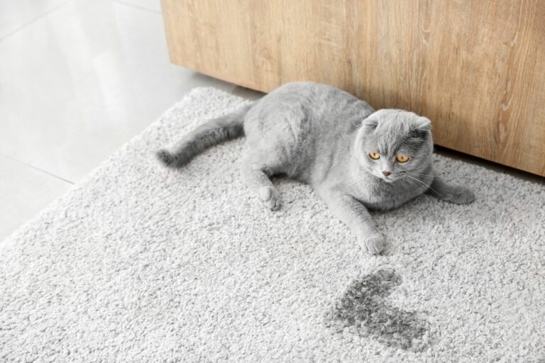 Cómo quitar el olor a orina de gato: guía fácil | Adoptar un gato | zooplus