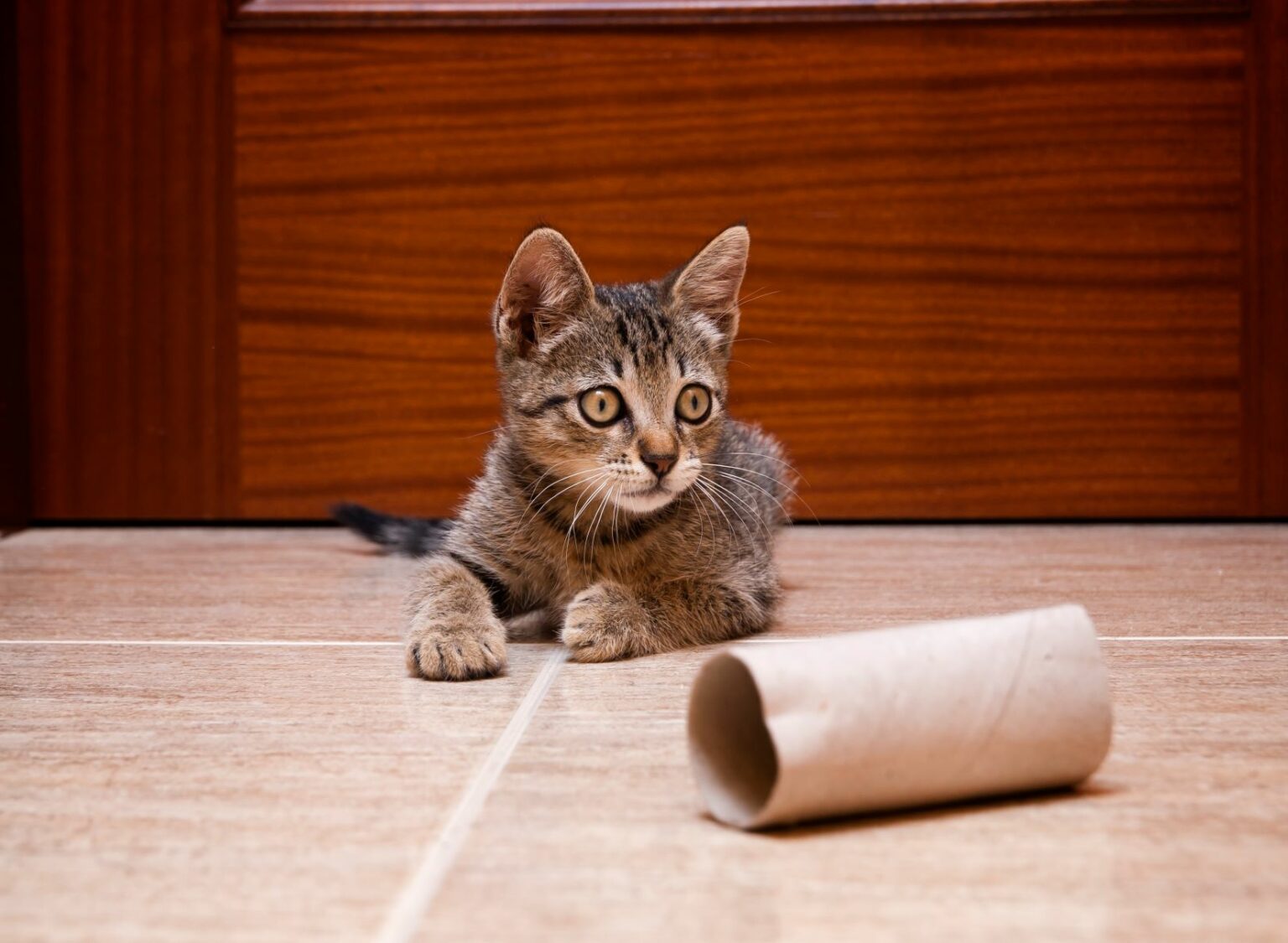 Juguetes caseros para gatos