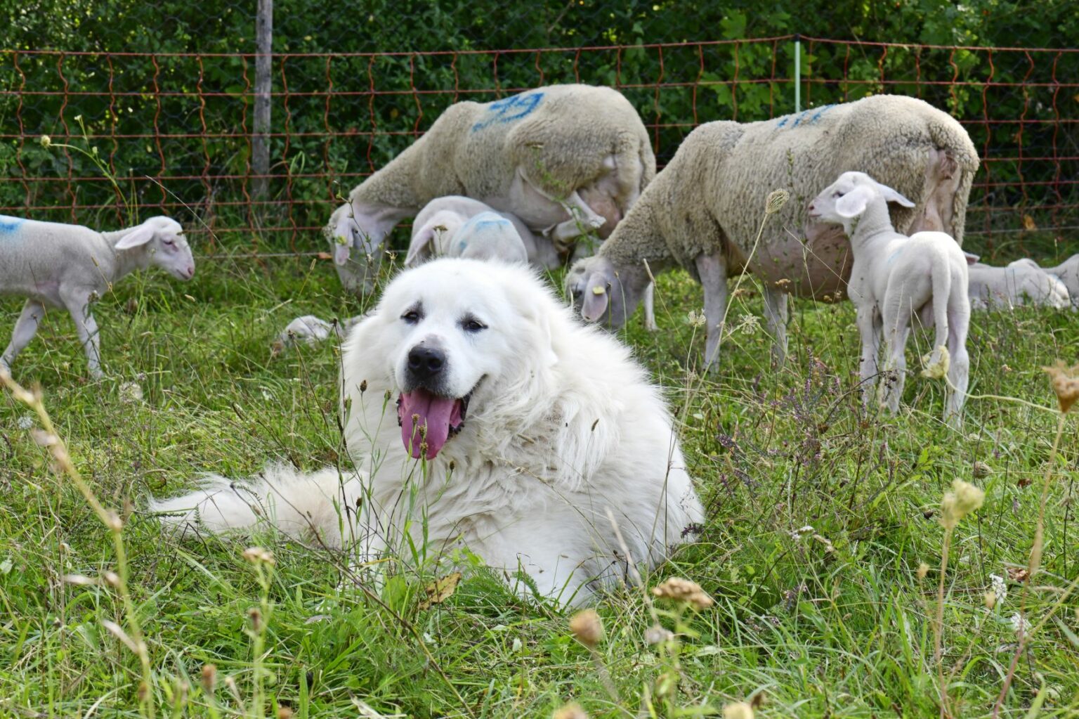 Perro de montaña de los Pirineos