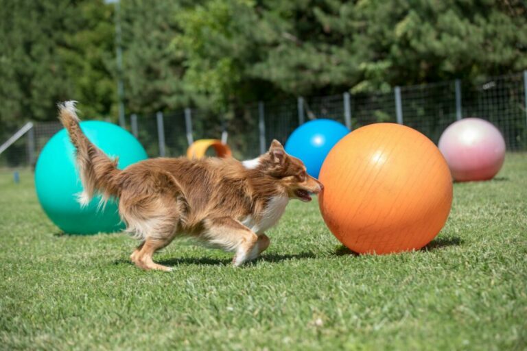 Treibball para perros, Juegos con perro y deporte
