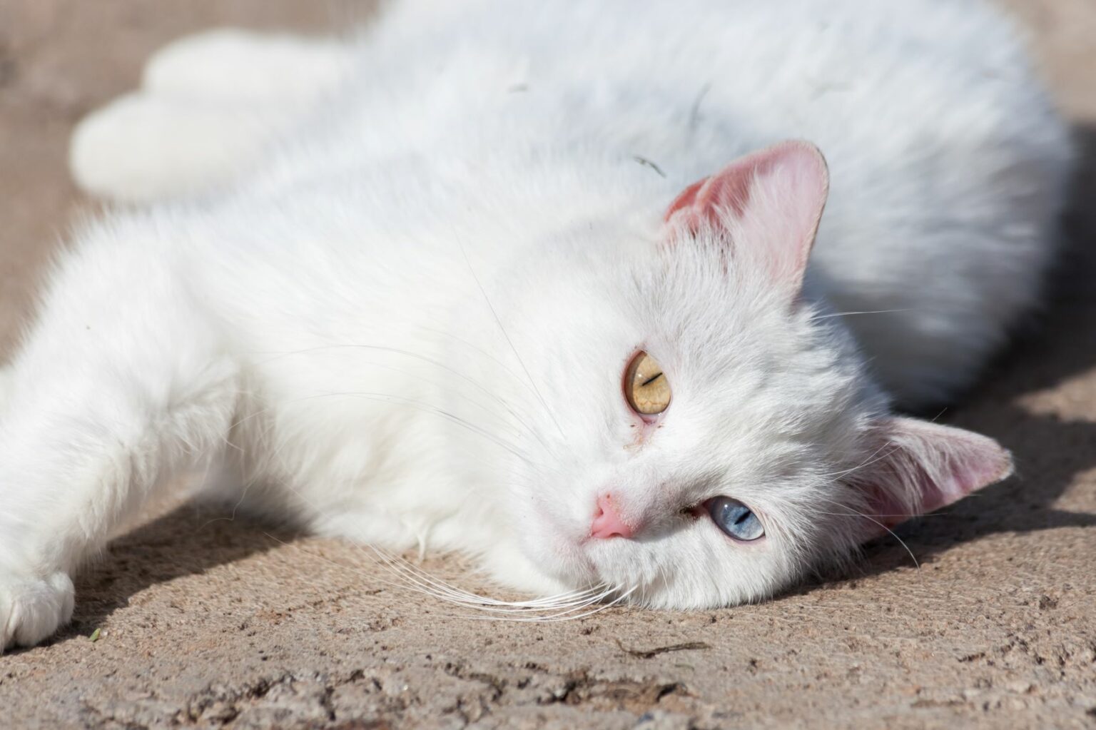 quemaduras solares en gatos