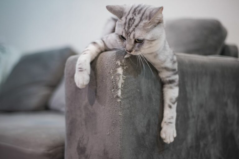 Cómo evitar que el gato arañe el sofá | zooplus Magazine