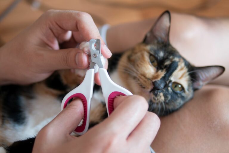 El protector de sofá para gatos que usa tu veterinario: cómo