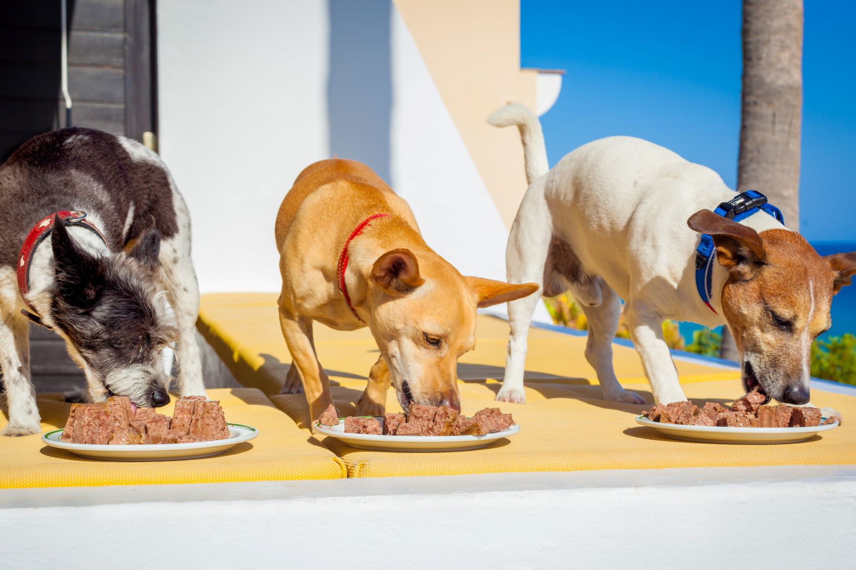 Helados para perros | Alimentación del perro | zooplus Magazine